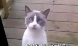 新爆料的小动物视频